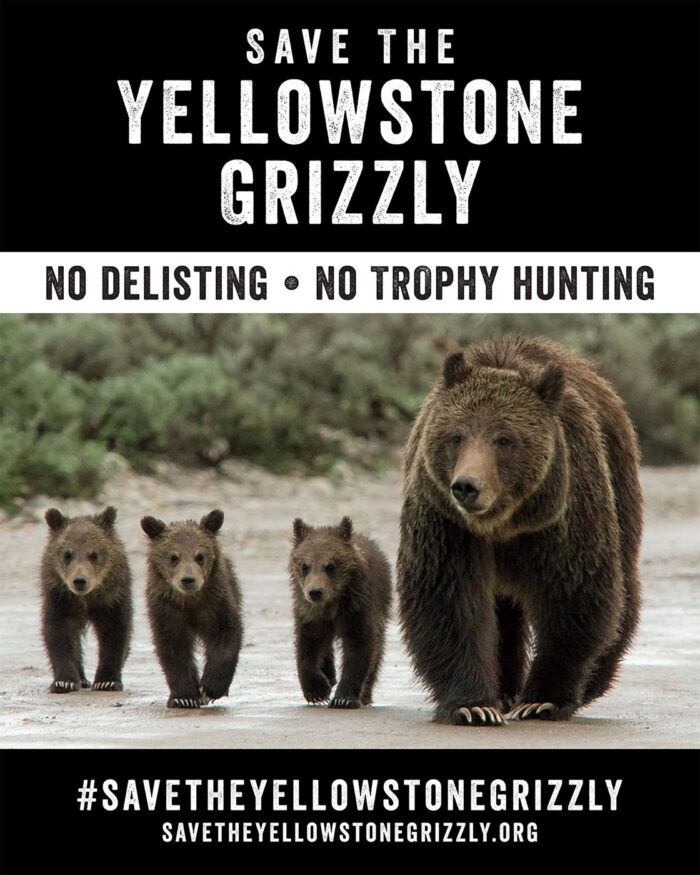 Save The Yellowstone Grizzly poster